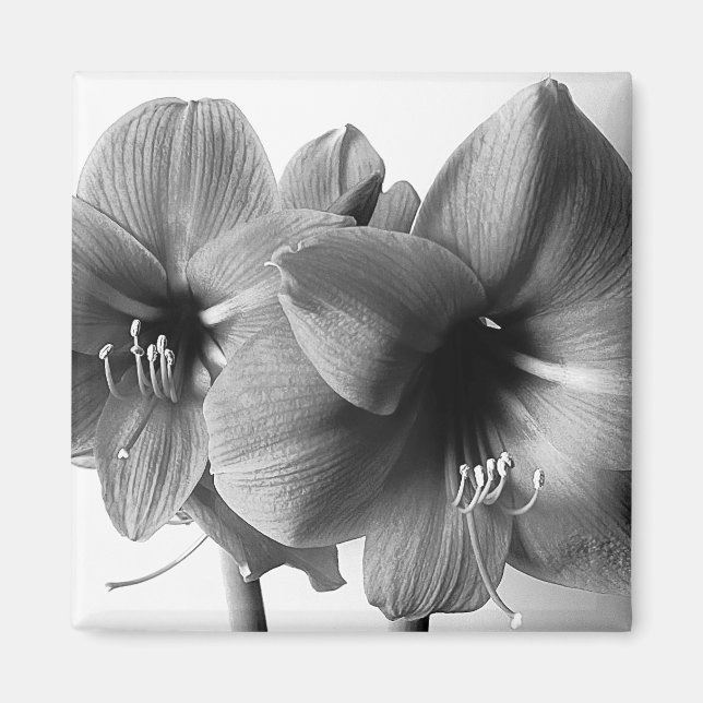Imã Foto de Duas Flores Amaryllis (Frente)