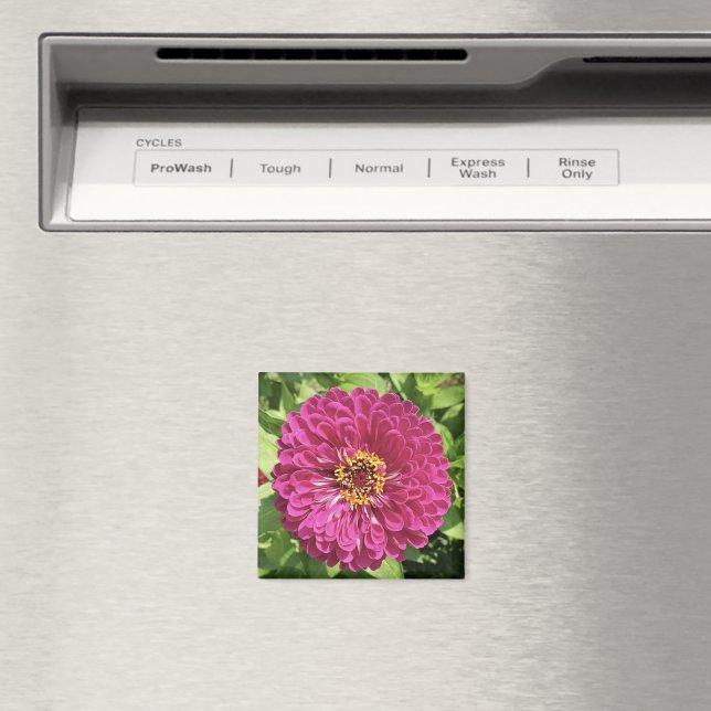 Imã Foto de Flor de Zínia Vibrante (In Situ (Dishwasher))
