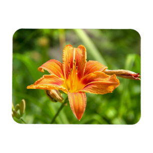Ímã Foto de flor Lily grande e bonita