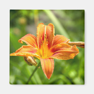 Imã Foto de flor Lily grande e bonita