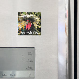 Imã Foto de frango no Dia do Cabelo Incorreto