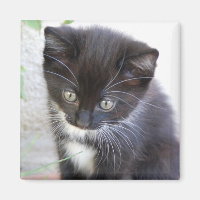 Imã Foto de Gatinho Preto e Branco (Frente)