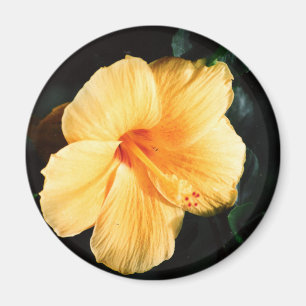 Imã Foto de Hibiscus Amarelo