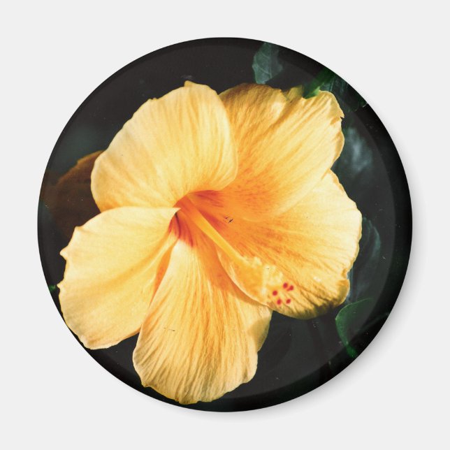 Imã Foto de Hibiscus Amarelo (Frente)