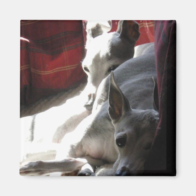Imã Foto de "Melhores Amigos" italiana de greyhound (Frente)