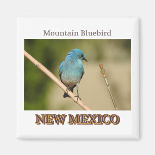 Imã Foto de pássaro azul da Montanha do México