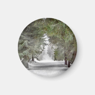 Imã Foto de Pinus na Estrada Florestal