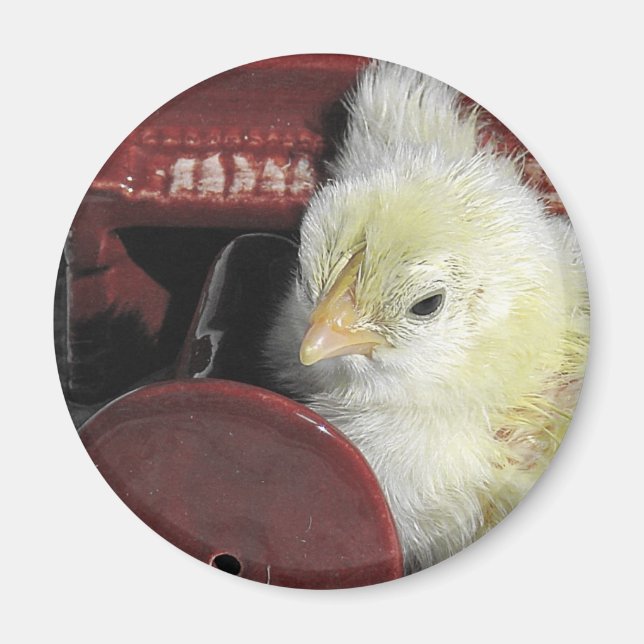 Imã Foto de Procura de Vintagem do Pintinho Piano (Frente)