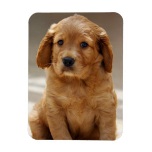 Ímã Foto de retrato de cachorrinho fofo