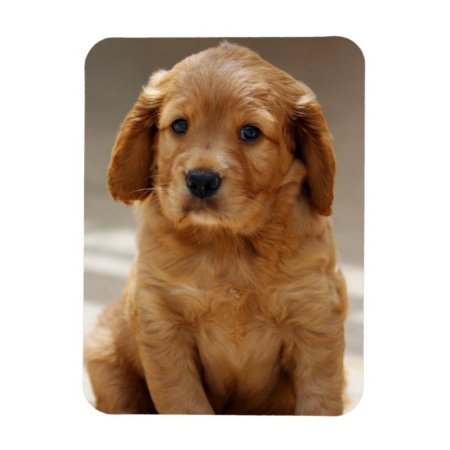 Ímã Foto de retrato de cachorrinho fofo (Vertical)