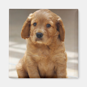 Imã Foto de retrato de cachorrinho fofo