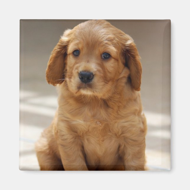 Imã Foto de retrato de cachorrinho fofo (Frente)