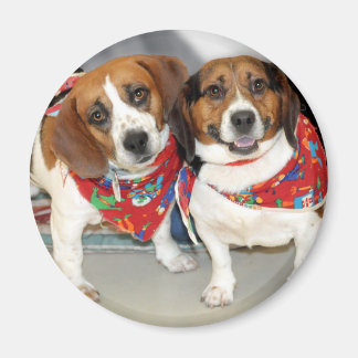 Imã Foto de Shelter Beagles