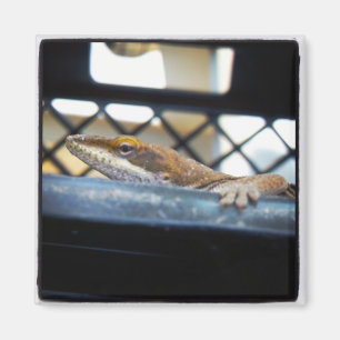 Imã Foto de Sunning Green Anole Lizard