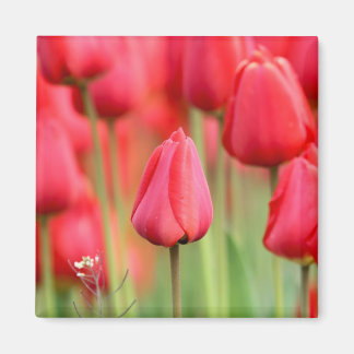 Imã Foto de Tulipas Vermelhas