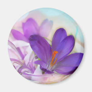 Imã Foto de um Bonito Primavera-Crocus Roxo