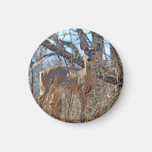 Imã Foto de Wildlife Deer Woods