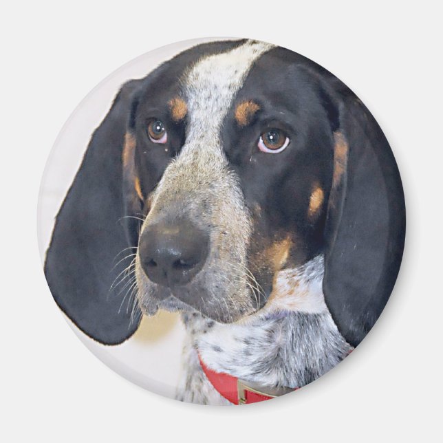 Imã Foto do Bluetick Coonhound (Frente)