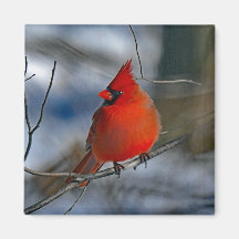Foto do Cardinal Red Winter