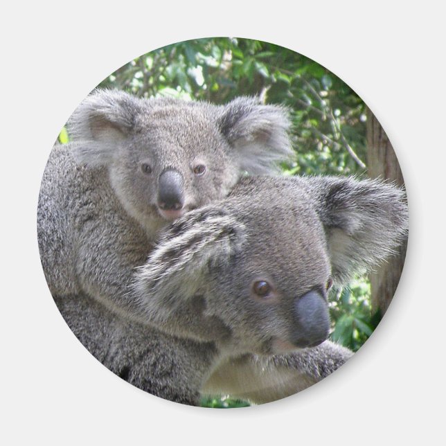 Imã Foto do Coala e Bebê Austrália em Ímã (Frente)