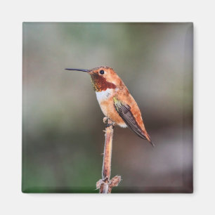 Imã Foto do colibri