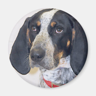 Imã Foto do Coonhound de Bluetick