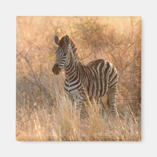 Imã Foto do dia de sol de Zebra