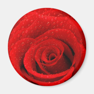 Imã Foto do fundo da rosa vermelha