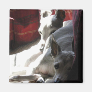 Imã Foto do galgo italiano dos "melhores amigos"