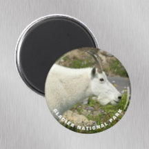 Foto do Glacier National Park Mountain Goat