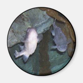 Imã Foto do Ímã do Peixe Yin Yang