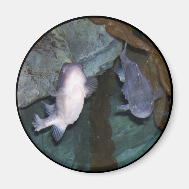 Imã Foto do Ímã do Peixe Yin Yang (Frente)