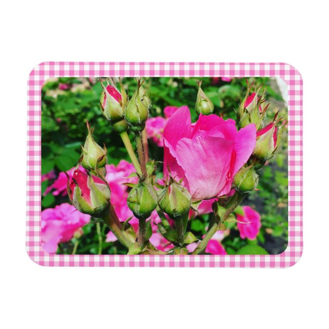 Ímã Foto do Jardim de Rosas com Xadrez Gingham Rosa (Horizontal)