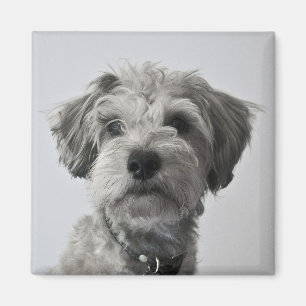 Imã Foto do retrato do filhote de cachorro do