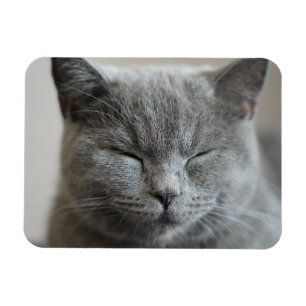 Ímã Foto do rosto da Gatinho da Cinza de Cute Personal