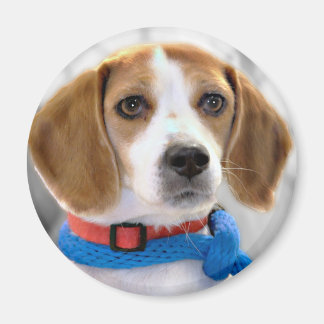 Imã Foto do Shelter Beagle