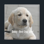 Imã Foto e nome do cão de retenção do Ouro personaliza<br><div class="desc">Personalize este Ouro Retriever Dog com a foto e o nome do seu cão ou do seu filhote (ou outra foto/nome do animal de estimação ou da pessoa). O texto diz "Melhor Cachorro Alguma Vez" ou adiciona seu próprio texto - Nós amamos Daisy (nome do seu cachorro), aniversário do cachorro...</div>