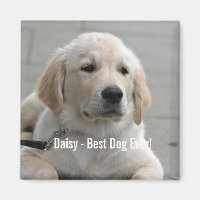 Foto e nome do cão de retenção do Ouro personaliza