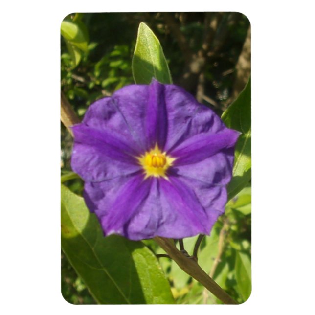 Ímã Foto flexível - Magnet, roxo eco (Vertical)