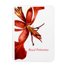 Foto flexível Magnet Royal Poinciana