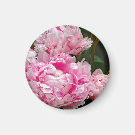 Imã Foto Floral bonito de Peonies Rosa