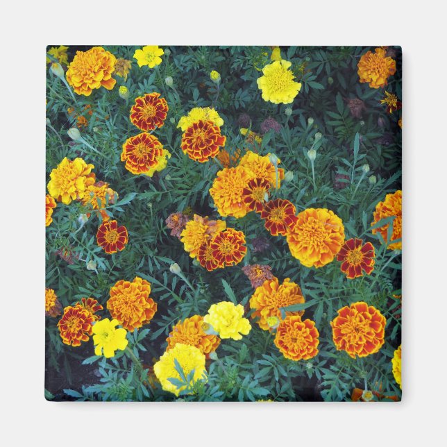 Imã Foto Floral do bonito Orange Marigolds (Frente)