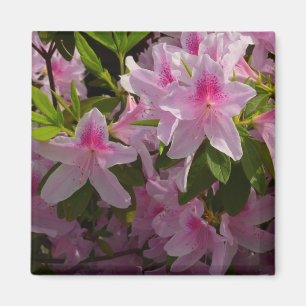 Imã Foto floral do primavera cor-de-rosa de Bush da
