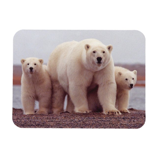 Ímã Foto Grátis Da Família Polar Bear (Horizontal)