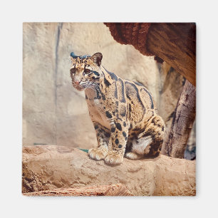 Imã foto-leopardo nublada natureza vida selvagem exóti
