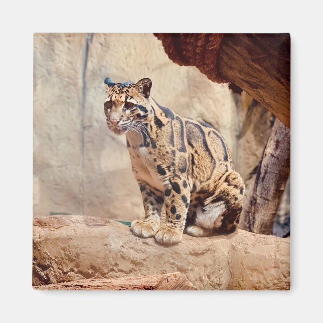 Imã foto-leopardo nublada natureza vida selvagem exóti (Frente)