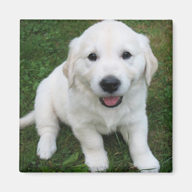 Imã Foto Moderno Simples Personalizado Pet Fofo (Frente)