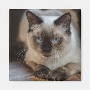 Imã Foto Personalizada de Cat Pet Pet