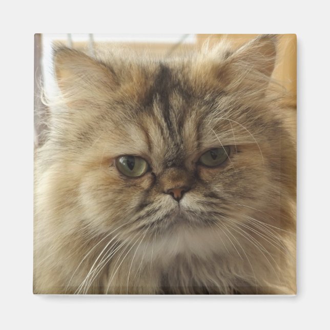 IMÃ FOTO PERSONALIZADA DE GATO  (Frente)