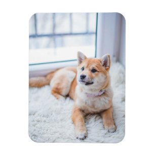 Ímã Foto personalizada simples de Pet